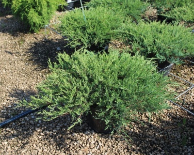 Можжевельник горизонтальный "Агнешка"