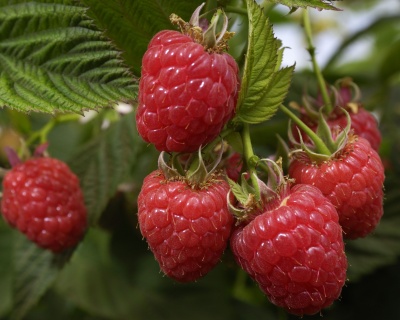 Малина "Евразия"