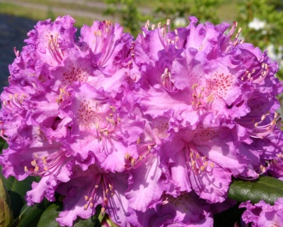 Рододендрон "Альфред"