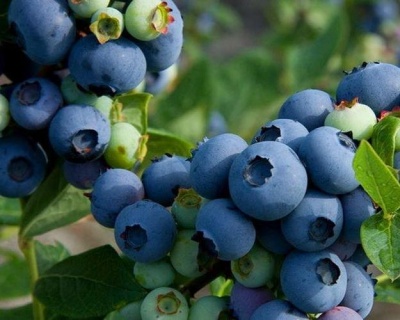 Голубика "Патриот (Patriot)"