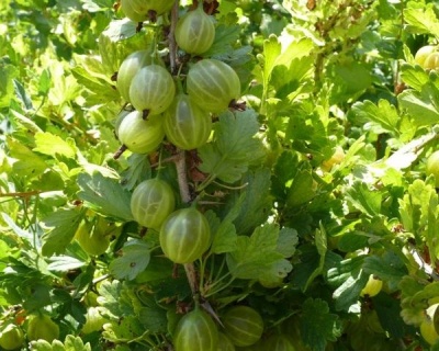 Крыжовник "Белорусский сахарный"