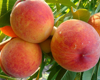 Персик "Посол Мира"