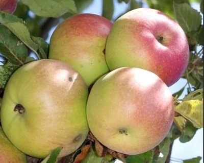 Яблоня колоновидная "Поэзия"