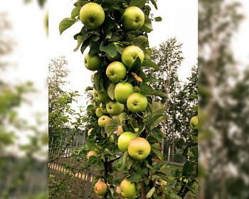 Яблоня колоновидная "Икша"