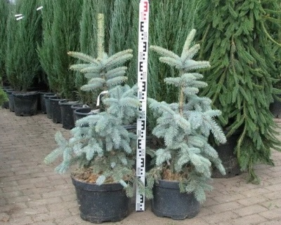 Ель колючая "Хото"