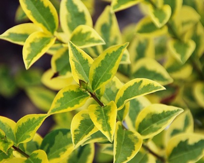 Бирючина овальнолистная "Ауреум"