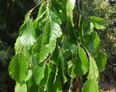 Бук лесной "Пендула"