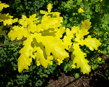 Дуб черешчатый "Конкордия"