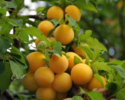 Слива "Абрикосовая"