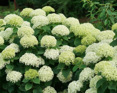 Гортензия древовидная "Лайм Рики" (Lime Rickey)