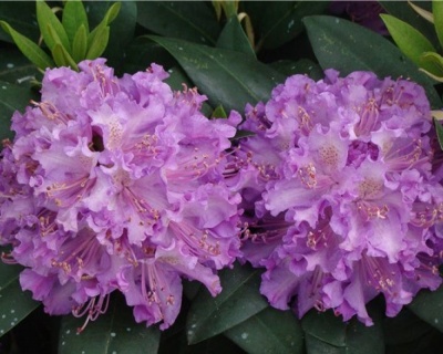 Рододендрон "Альфред"