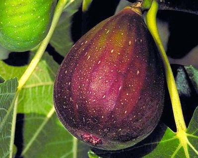 Инжир "Браун Турция"