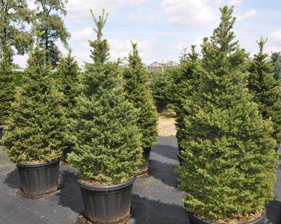 Ель обыкновенная "Вилс Цверг"