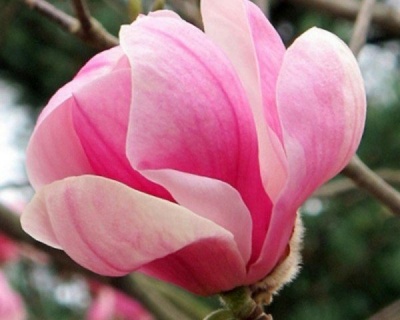 Магнолия "Пинки"
