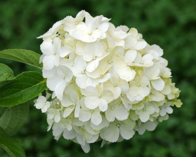 Гортензия метельчатая "Полярный Медведь" (Polar bear)