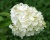 Гортензия метельчатая "Полярный Медведь" (Polar bear)