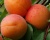 Абрикос "Спадчына"