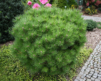 Сосна черная "Глобоза"