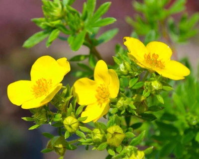 Лапчатка "Кобольд" (Kobold)