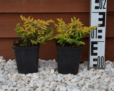 Можжевельник обыкновенный "Голдшатц"