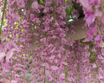 Глициния обильноцветущая "Хонбени"