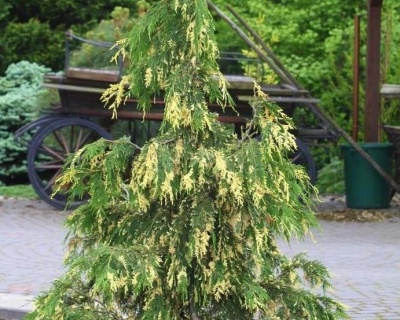 Кипарисовик Нутканский "Вариегата"