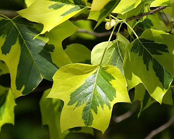 Тюльпановое дерево "Ауреомаргината"