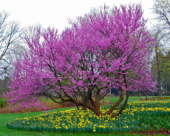 Церцис канадский