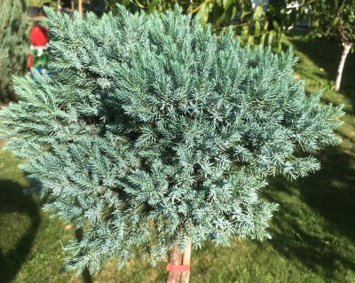 Можжевельник чешуйчатый "Блю Стар" (штамбовая форма)