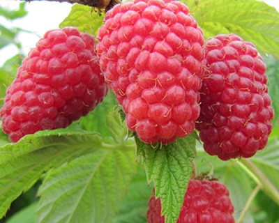 Малина "Полана"