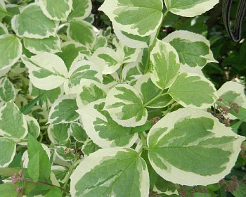 Чубушник "Вариегата"