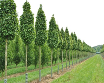 Граб обыкновенный "Колумнарис"