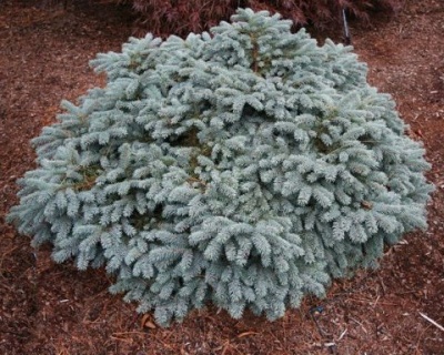 Ель колючая "Вальдбрун"