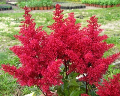 Астильба японская "Ред Сентинел"
