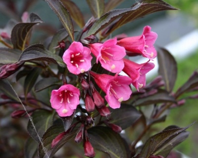 Вейгела цветущая "Victoria"