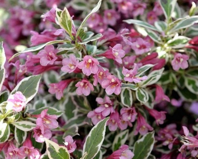 Вейгела цветущая "Monet"