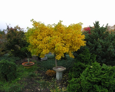 Гинкго Билоба "Марикен" (штамбовая форма)