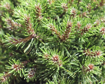 Сосна горная "Лилипут"