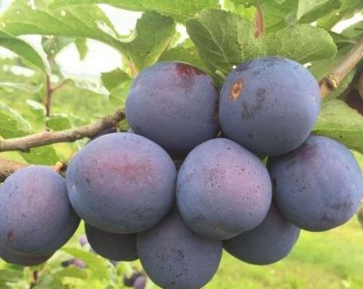 Слива "Кромань"