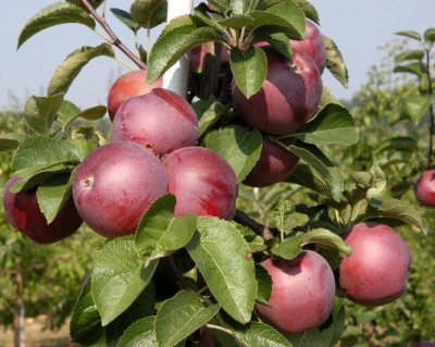 Яблоня "Спартан"