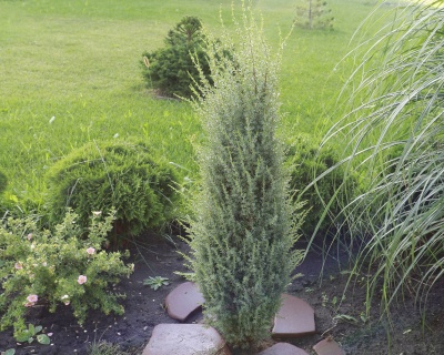 Можжевельник обыкновенный "Арнольд"