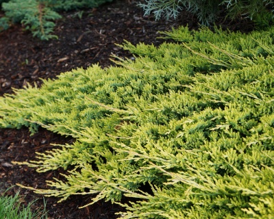 Можжевельник горизонтальный "Голден Карпет"