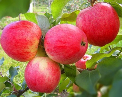 Яблоня "Мельба"