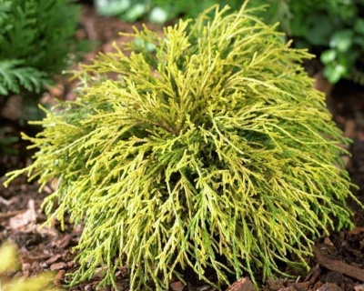 Кипарисовик Горохоплодный "Санголд"