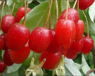 Гуми 'Крильон'