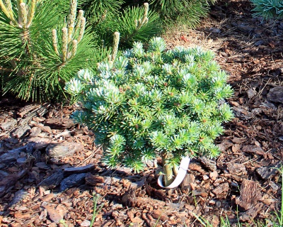 Пихта корейская "Блауэр Эскимо" (штамбовая форма)