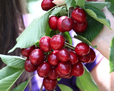 Вишня колоновидная "Королева"