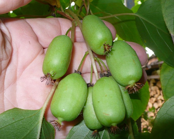 Актинидия Аргута "Иссей" (самоплодная)