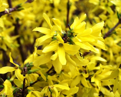 Форзиция промежуточная «Голдзаубер»