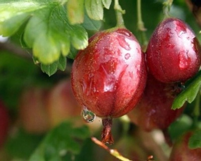 Крыжовник "Красный Триумф"